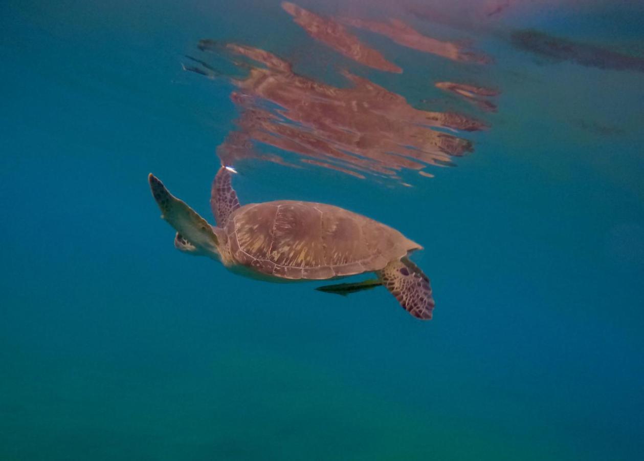 La Plage Martinique ショルシェール エクステリア 写真